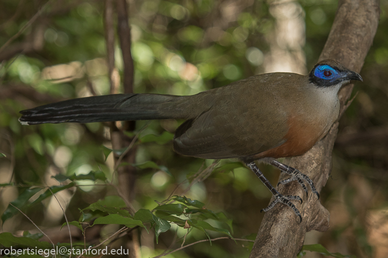 giant coua